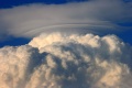 Pileus290707k_ 002k.jpg